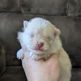 Pine-Green - Cream male Pomeranian puppy in Westphalia, Kansas from Prairie Ridge Kennel