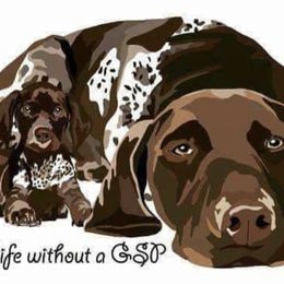 Riley - German Shorthaired Pointer