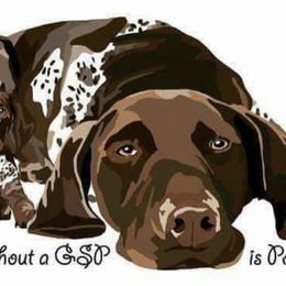 Riley - German Shorthaired Pointer
