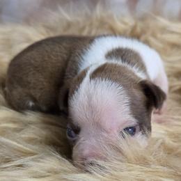 White face boy - Red male Boston Terrier puppy in St. Agatha, Maine from Spruce Valley Miniature Dachshunds & Boston Terriers