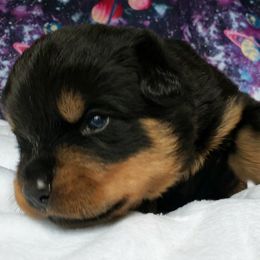 Rottweiler Puppies from Von Hunter Rottweilers