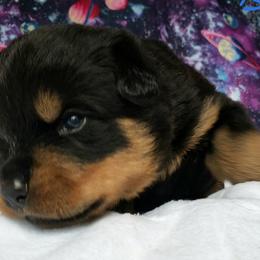 Rottweiler Puppies from Von Hunter Rottweilers