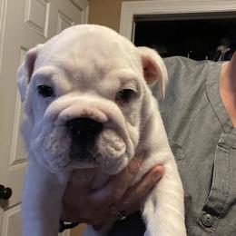 Bulldog Puppies from Southeastern Squishabulls