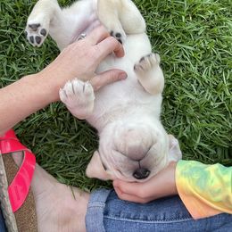 Labrador Retriever Puppies from BellaVista Labradors LLC