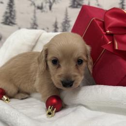 Tigger - Cream male Dachshund puppy in Dothan, Alabama from Little House Pups
