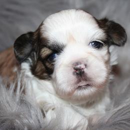 Girl 1 - Red and white female Shih Tzu puppy in Craig, Colorado from Rocky Mountain Shih Tzus and Dry Creek Miniature Dachshunds