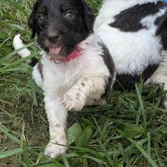 Newfypoo Puppies from Green Acres Newfypoos