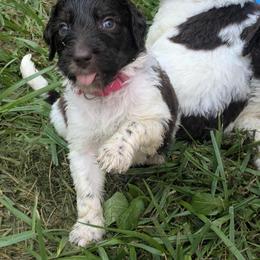 Newfypoo Puppies from Green Acres Newfypoos