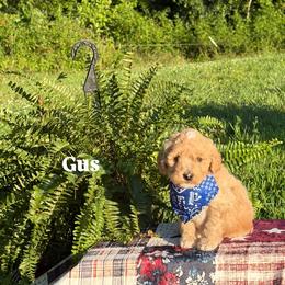 Gus - Apricot male Goldendoodle puppy in Estesburg, Kentucky from Wet Goldendoodle Kisses