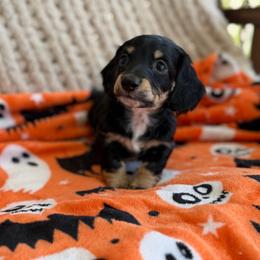 Black And Cream Male - Black and cream male Dachshund puppy in Blackstone, Virginia from Cheyenne's Dachshunds