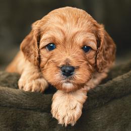 Scooby - Red male Cavapoo puppy in Kalamazoo, Michigan from Sleeping Bear Kennels