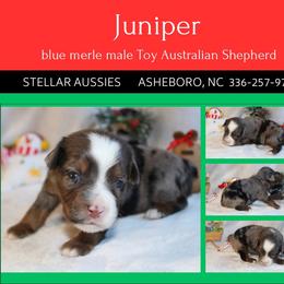 Juniper - Blue merle male Toy Australian Shepherd puppy in Asheboro, North Carolina from Stellar Aussies