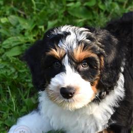 Blue boy - Tri-color male Bernedoodle puppy in Waukesha, Wisconsin from Bernedoodle Boutique (and Cavapoos)
