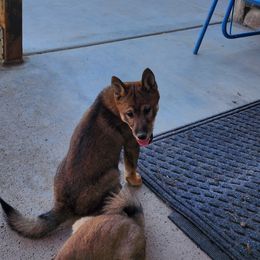 Chaleb - Sesame Shiba Inu puppy in Lake Havasu City, Arizona from MarshDancer's Beautiful Babes