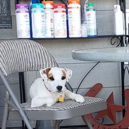 "Yodi 6 months" Jack Russell Terrier Puppies from Marvel Lane Jack Russell Terriers