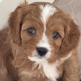 Lady Gwenivere - Red Cavapoo puppy in Malad City, Idaho from FreckledCowgirlCorgis