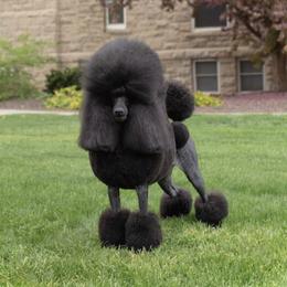 Dulcie - Poodle