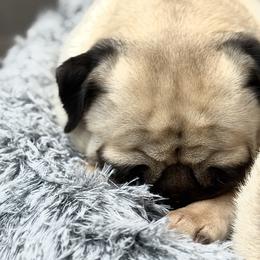 Dana - Pug