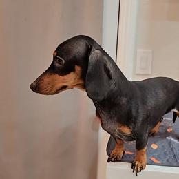 Kiki - Dachshund
