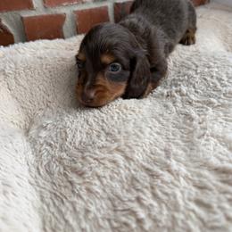 Clement - Chocolate and tan male Dachshund puppy in Edmond, Oklahoma from Mini Browne Dachshunds