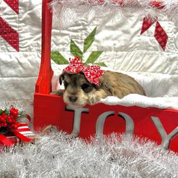 Kitt - Liver female Miniature Schnauzer puppy in Huntington, Utah from Schnauzers on Robinson Lane