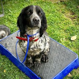 Cash - English Cocker Spaniel