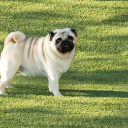 French Bulldog and Pug All Grown Up from FurEver Canine