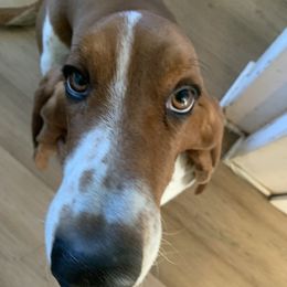 Bacon - Basset Hound