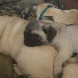 Pugs from Pugs of Slapout