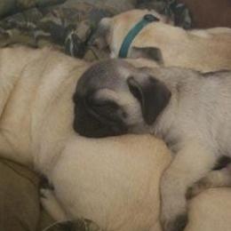 Pugs from Pugs of Slapout
