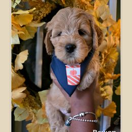 Rowan - Red  male Goldendoodle puppy in Richmond, Virginia from Highland Grove Doodles, LLC