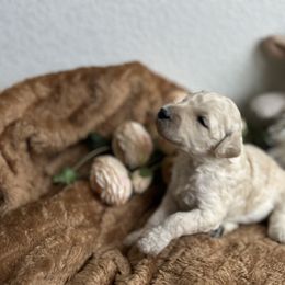 Goldendoodle Puppies from Denim & Doodles