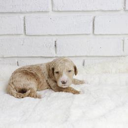 Bo - Cream female Labradoodle puppy in Bryantown, Maryland from Doodles on Duty