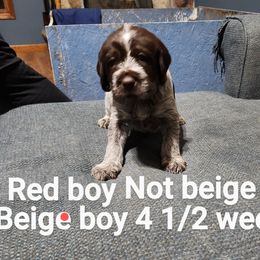 Wirehaired Pointing Griffon Puppies from Big Blue Barn