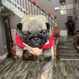 Presley - Fawn male Pug puppy in Winter Haven, Florida from The Pugarazzi