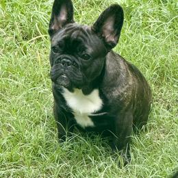 American Bully and French Bulldog Puppies from Bolt Action Kennel