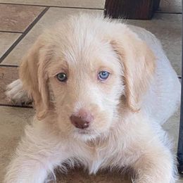 Dilute Retrievers, Labradoodles, and Labrador Retrievers from Cypress Kennels