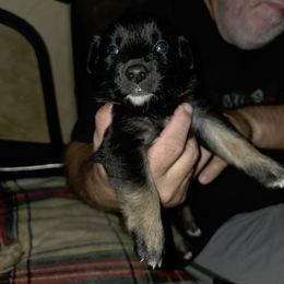 Girl 4 - Black & white female Australian Shepherd puppy in Fairmont, West Virginia from Country Roads Australian Shepherds