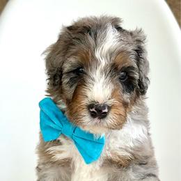 Buoy - Blue merle male Bernedoodle puppy in Pulaski, Tennessee from Doodle My Heart