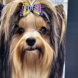 Treasure - Biewer Terrier