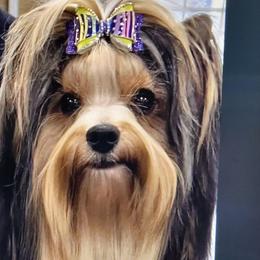 Treasure - Biewer Terrier
