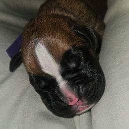 Bright Purple collar- Fawn Female - Fawn female Boxer puppy in Gloucester, Virginia from Keen Boxers