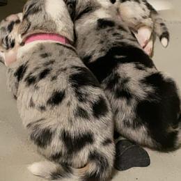 American Corgi and Pembroke Welsh Corgi Puppies from Swezey Pembroke Welsh Corgis