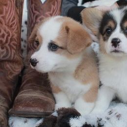 Pembroke Welsh Corgi Puppies from GLC Corgis