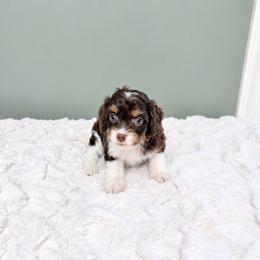 Wednesday - Chocolate female Cavapoo puppy in Springfield, Ohio from Dawson & Daryn's Royal Companions
