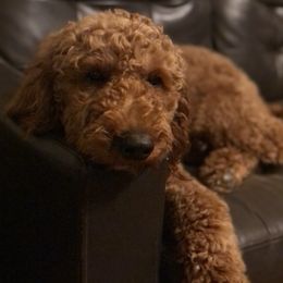 Goldendoodles and Poodles from Fairytail Doodles and poodles