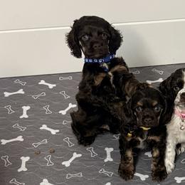 Cocker Spaniels from SoCal Cocker Spaniels