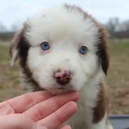 Pompompurin-1000 - Red tri-color male Australian Shepherd puppy in Star City, Arkansas from Blush & Lace Aussie Co.