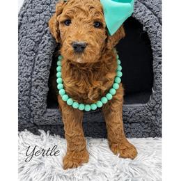 Yertle - Red  female Goldendoodle puppy in State Road, North Carolina from Must Love Doodles