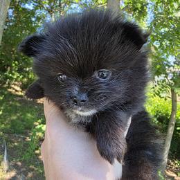 Dolores - Brindle female Pomeranian puppy in Hooksett, New Hampshire from Granite State Pomeranians